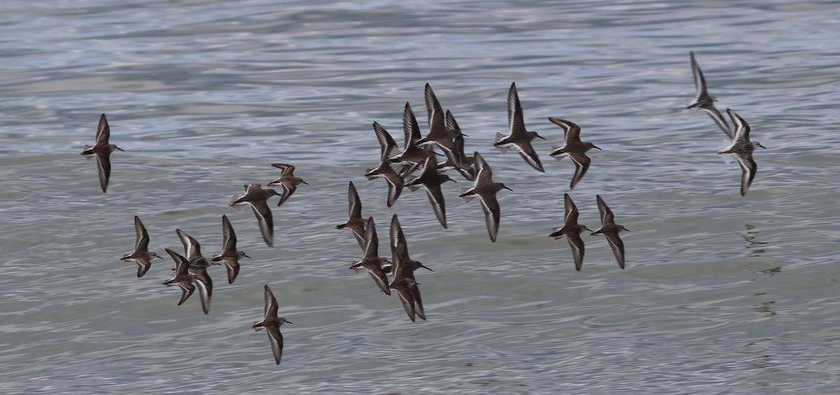 Dunlin - ML70830471