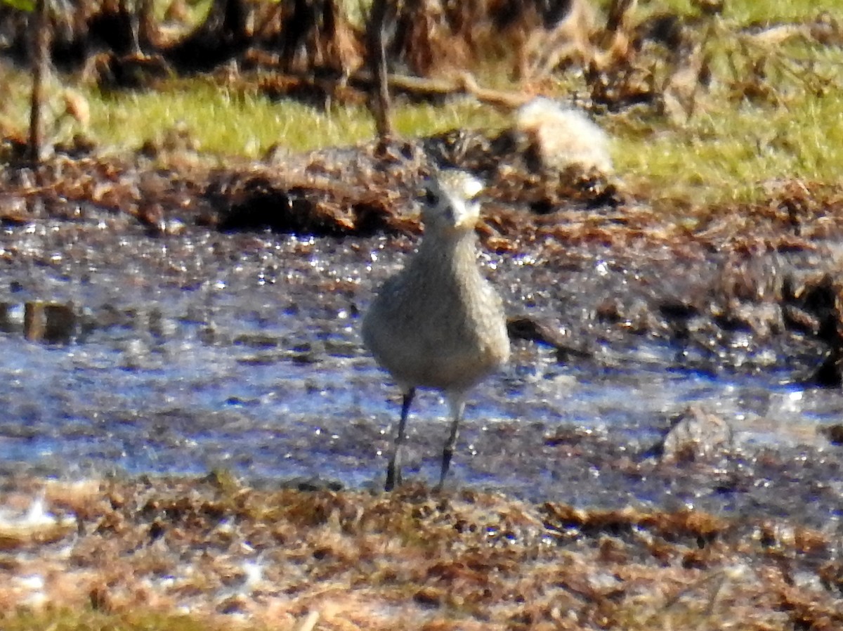 American Golden-Plover - ML70830531