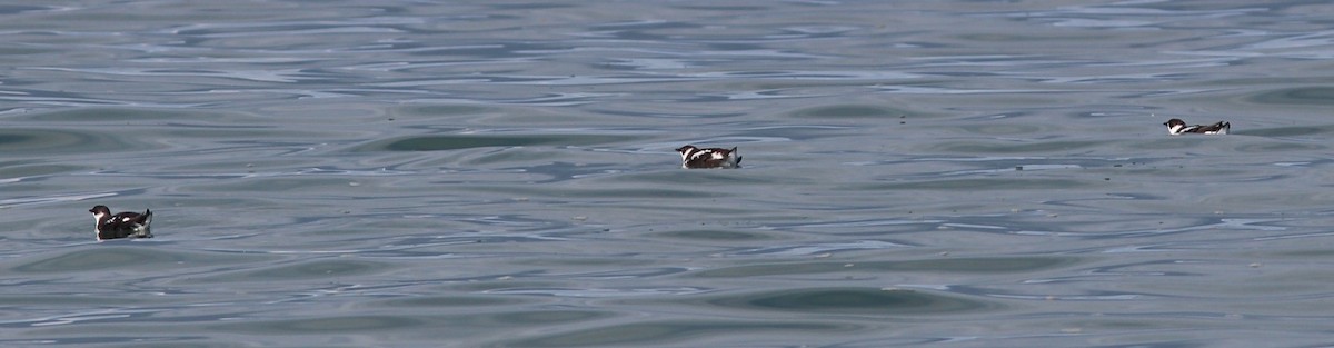 Marbled Murrelet - ML70830631