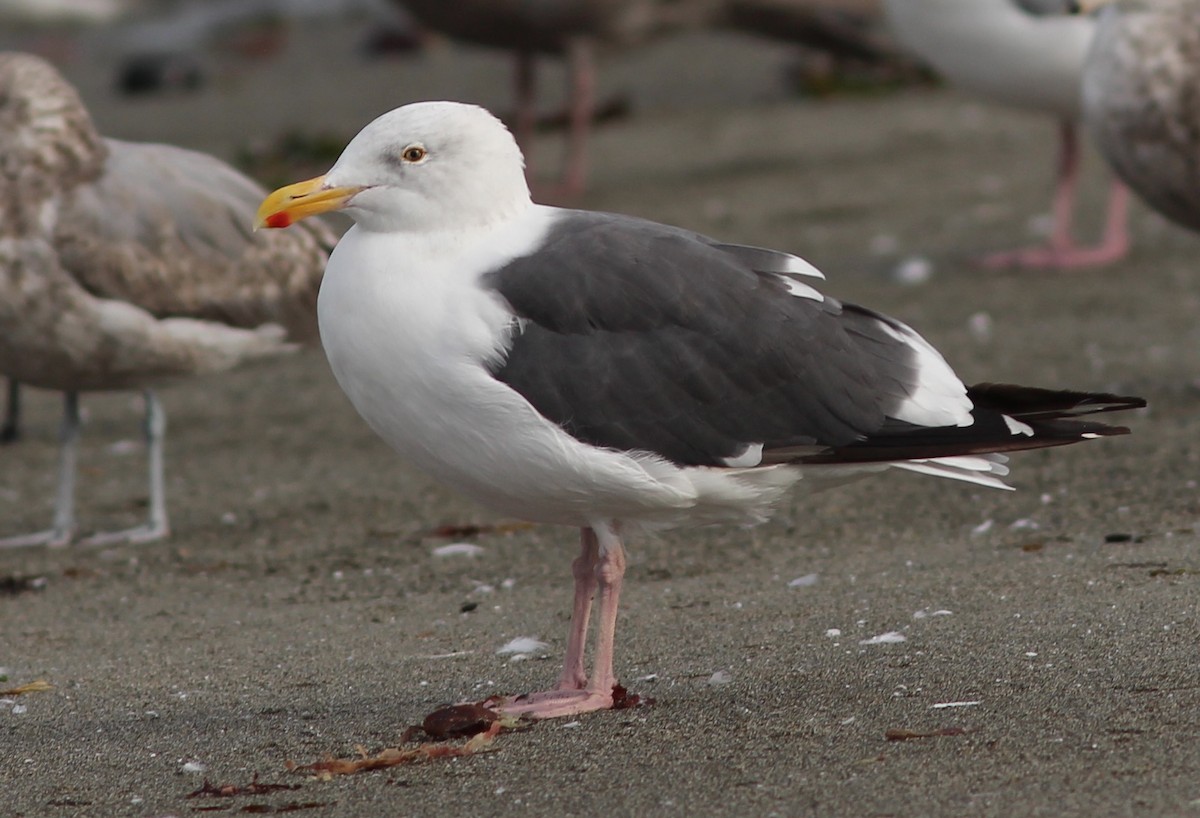 Western Gull - ML70830881