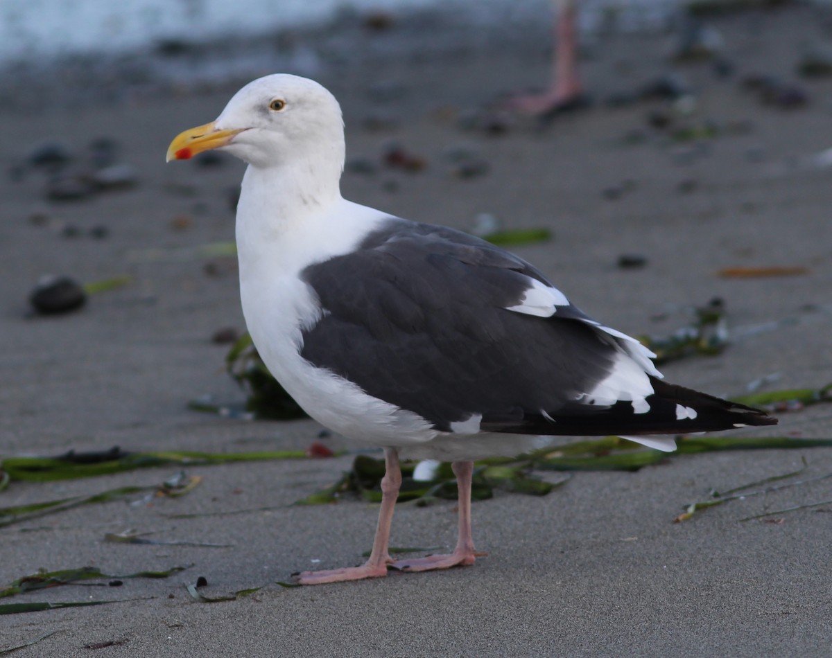 Western Gull - ML70830931