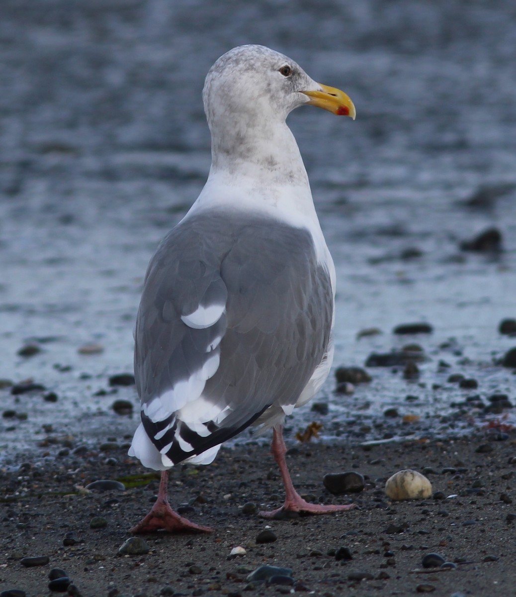 Western x Glaucous-winged Gull (hybrid) - ML70831111