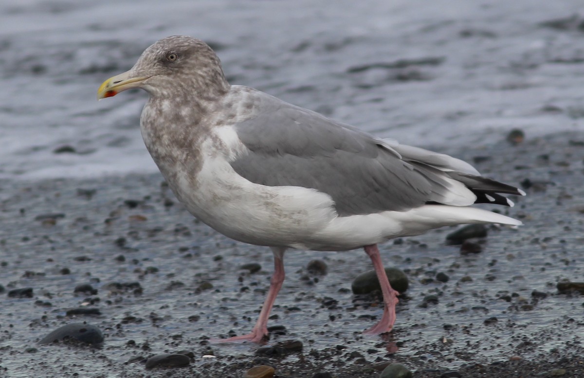 Herring x Glaucous-winged Gull (hybrid) - ML70831161