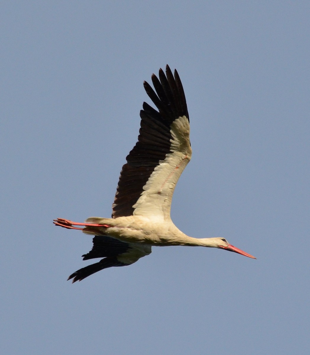 White Stork - Olha Lavrenchuk