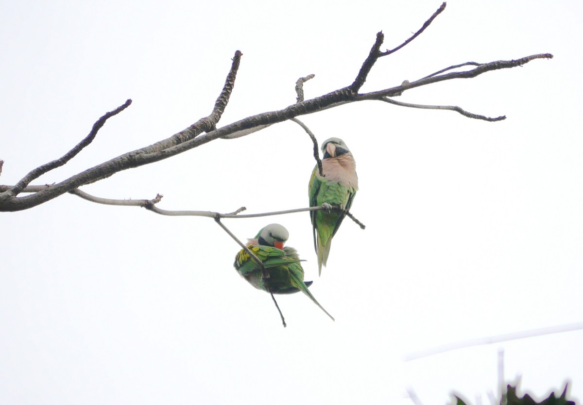 Red-breasted Parakeet - ML70832661