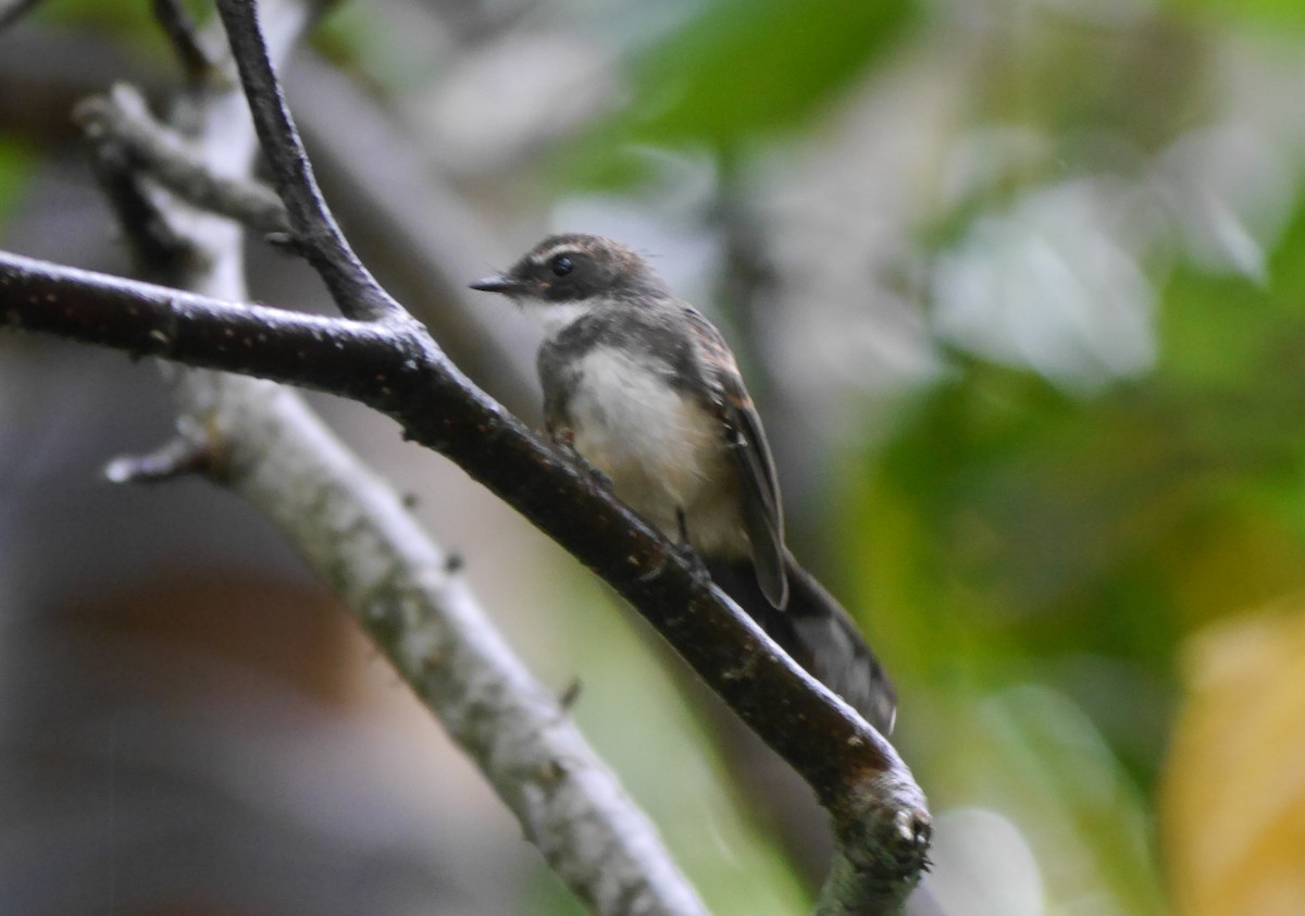 Malaysian Pied-Fantail - ML70832861