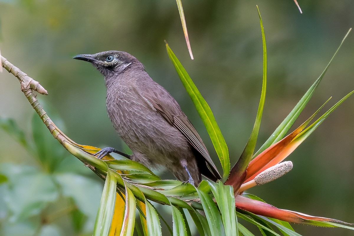 Eungella Honeyeater - Barry Deacon