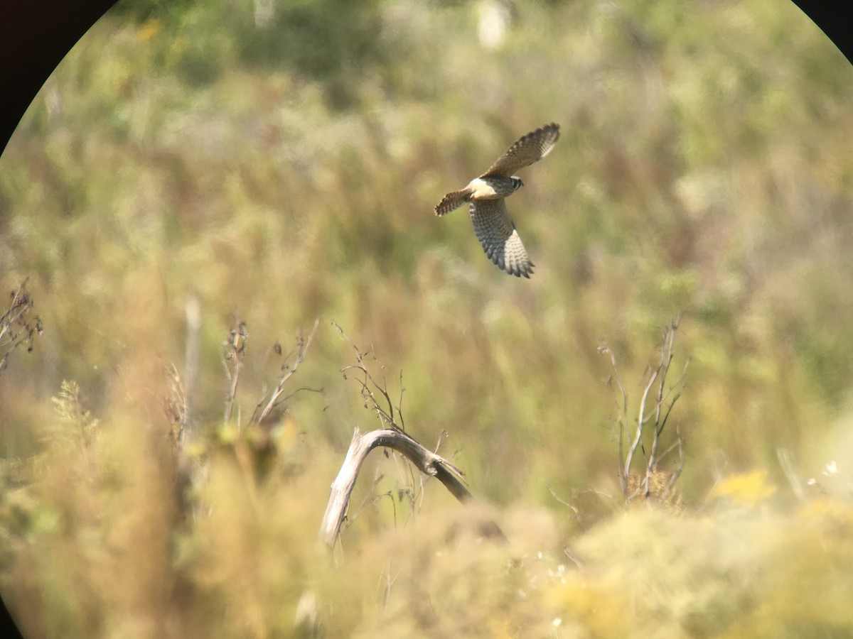 American Kestrel - ML70833881