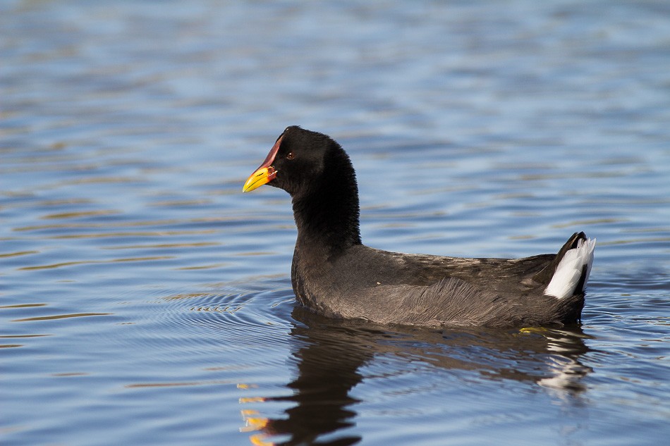 Red-fronted Coot - ML708340