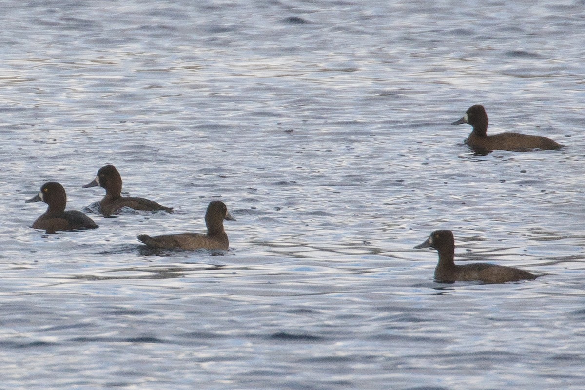 Lesser Scaup - ML70836551