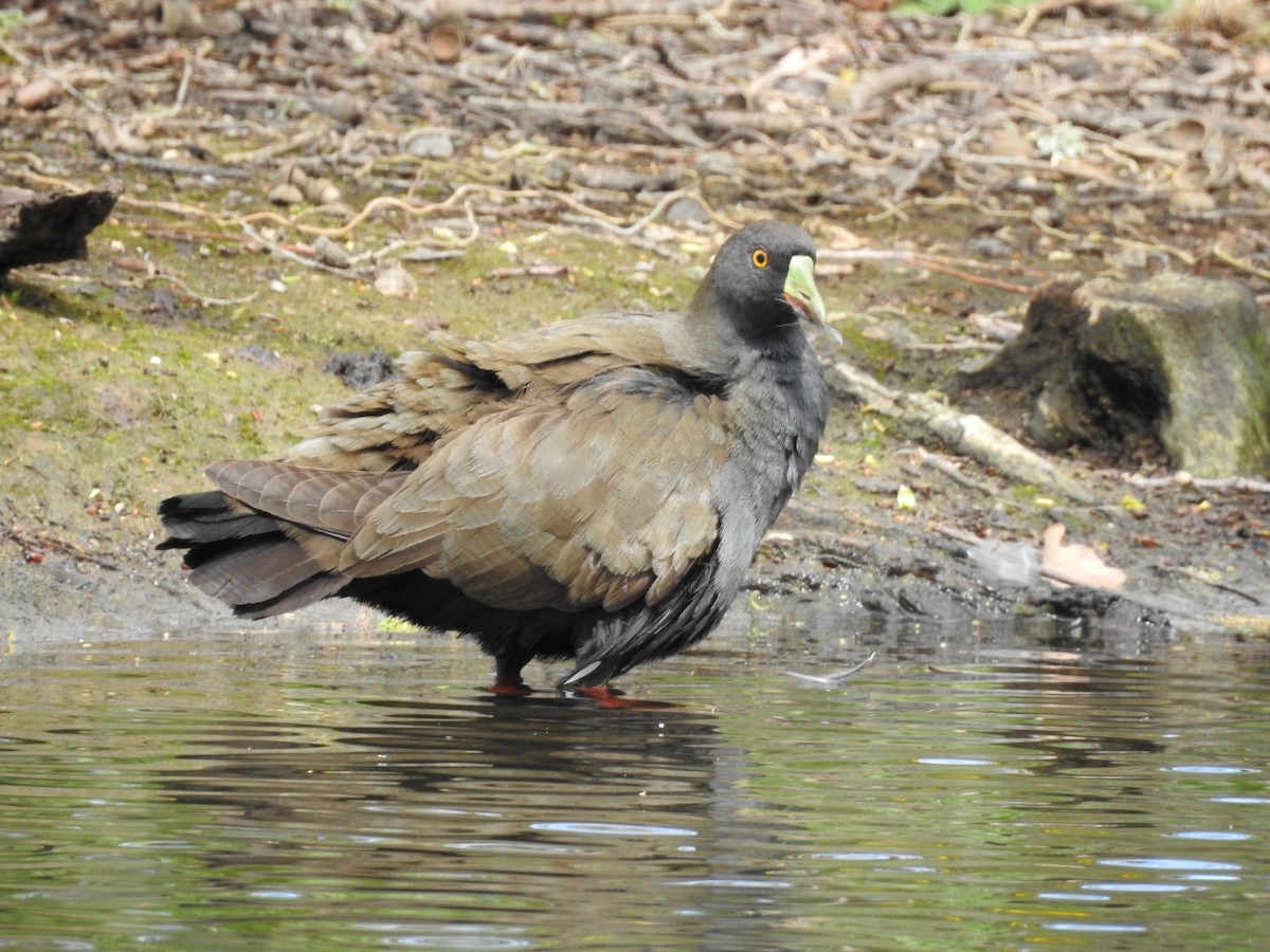 Black-tailed Nativehen - Jeffrey Crawley