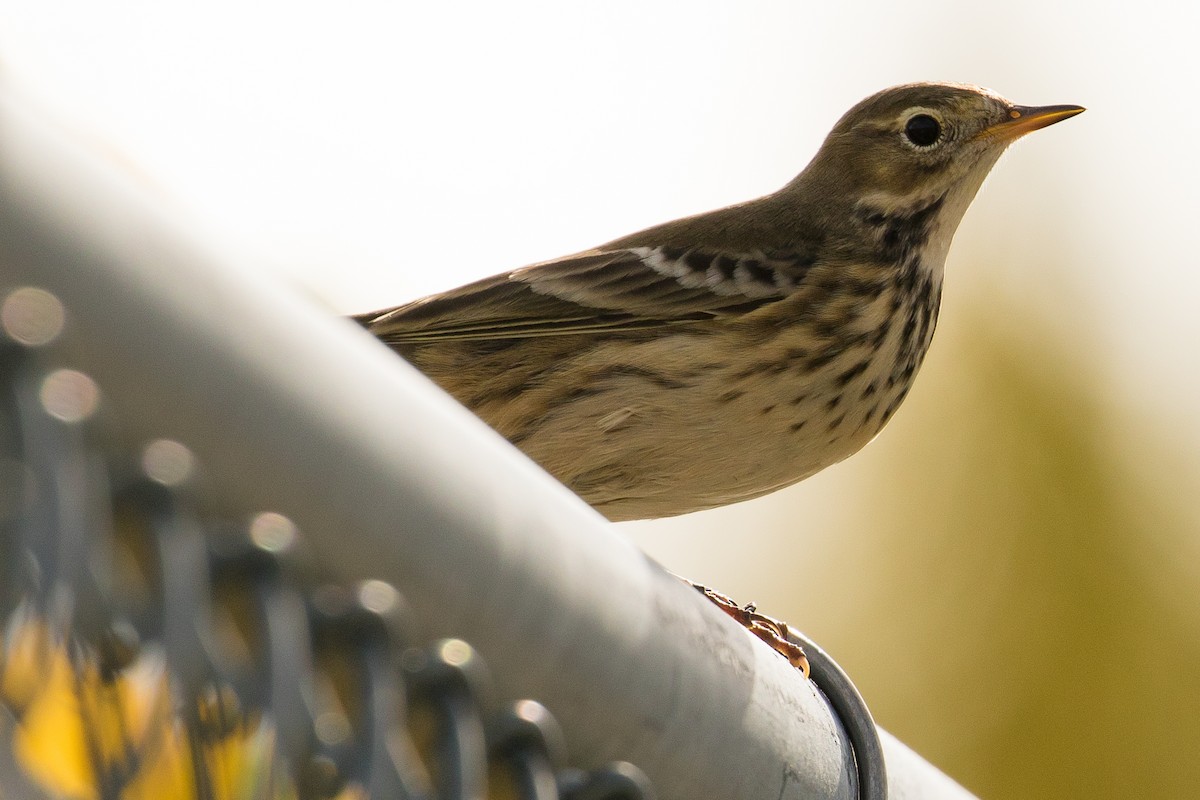 American Pipit - ML70836631