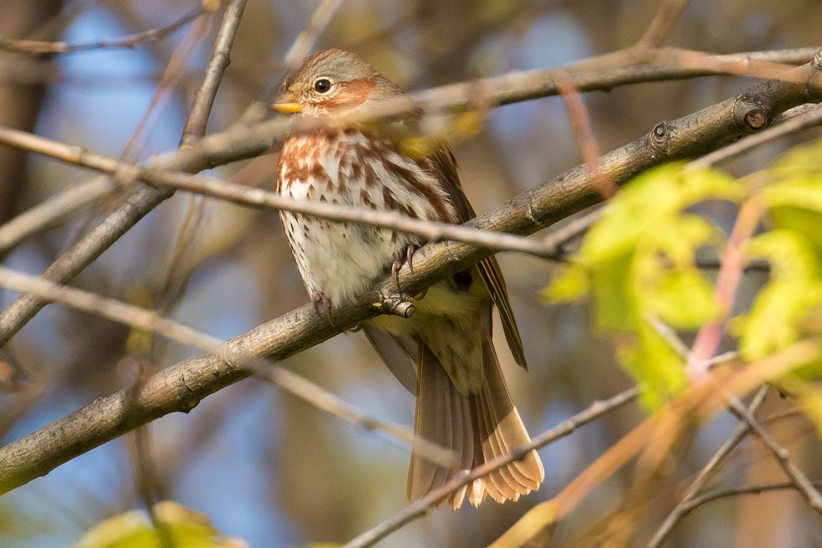 Fox Sparrow - ML70836851