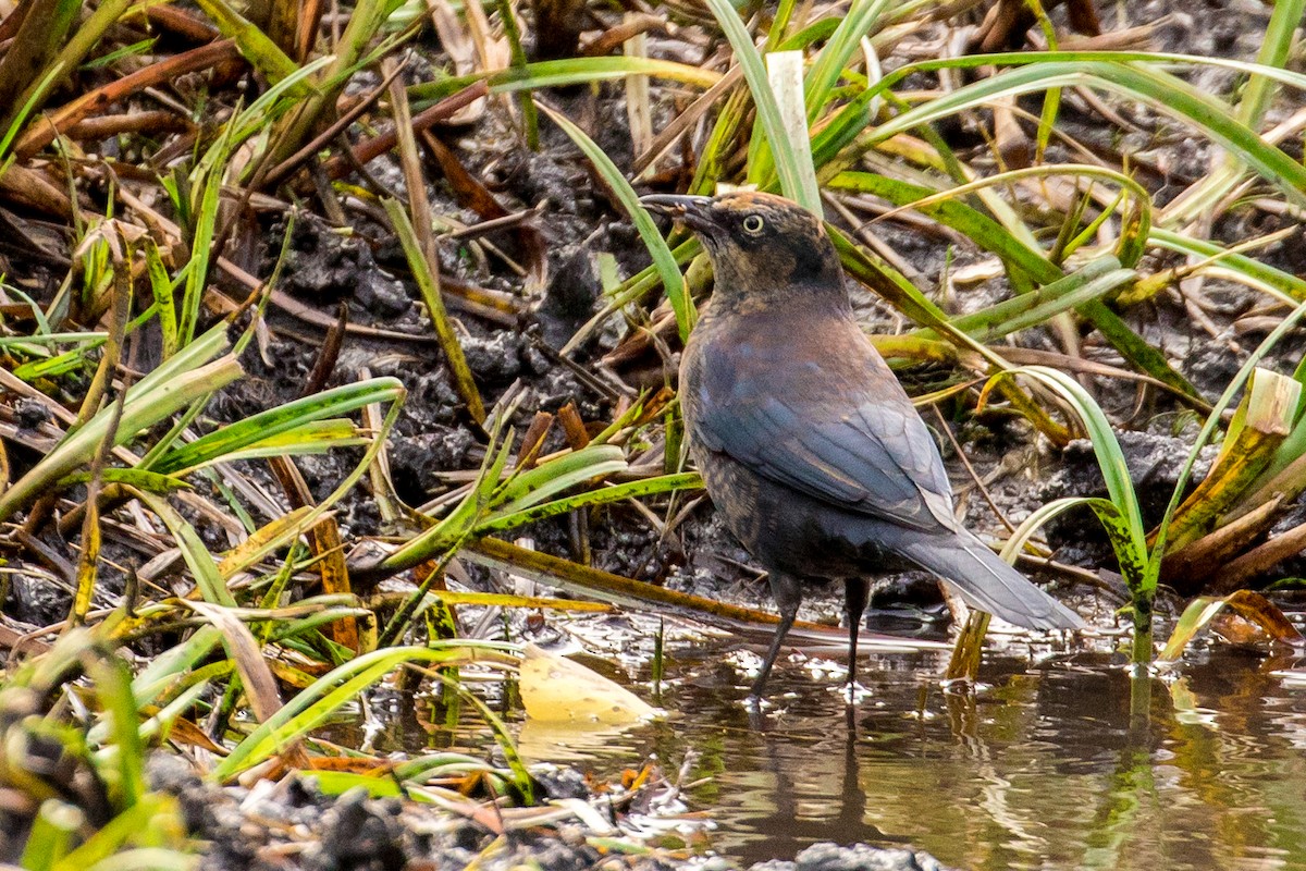 Rusty Blackbird - ML70837021