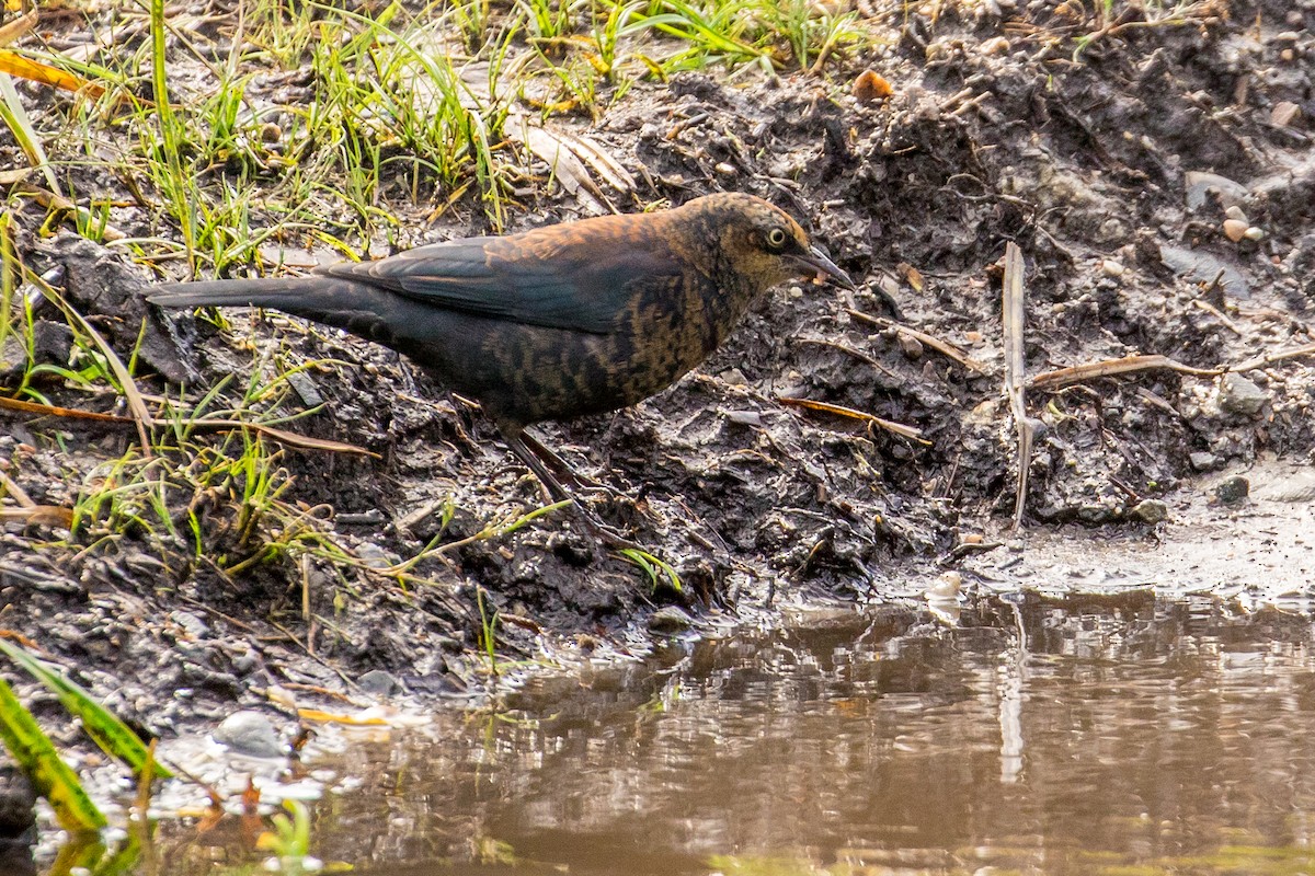 Rusty Blackbird - ML70837031