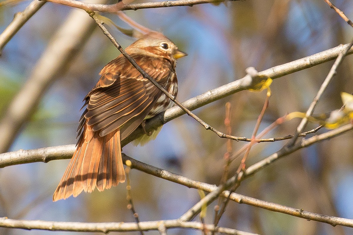 Fox Sparrow - ML70837091