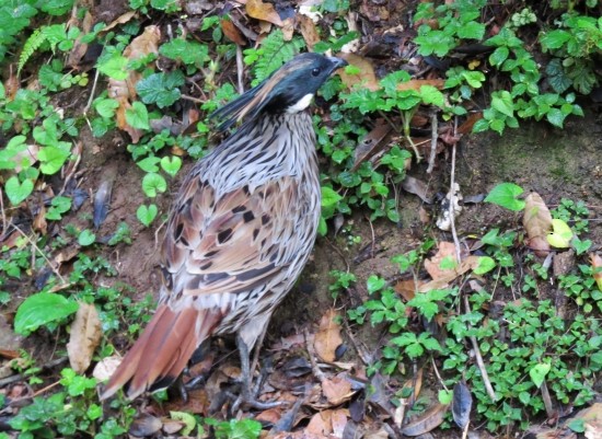 Koklass Pheasant - Shivam Tiwari