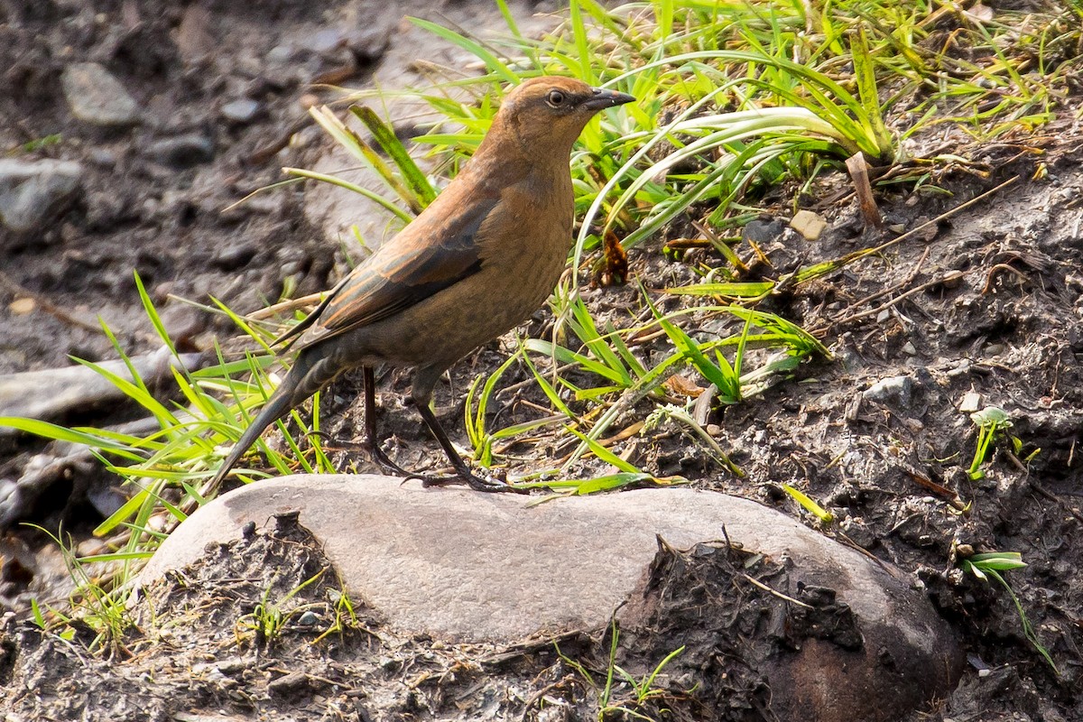 Rusty Blackbird - ML70837311