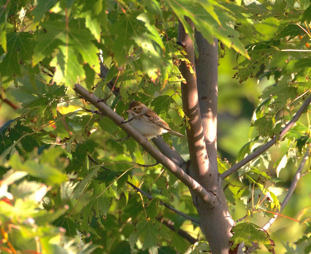 Clay-colored Sparrow - Meaghan Sinclair