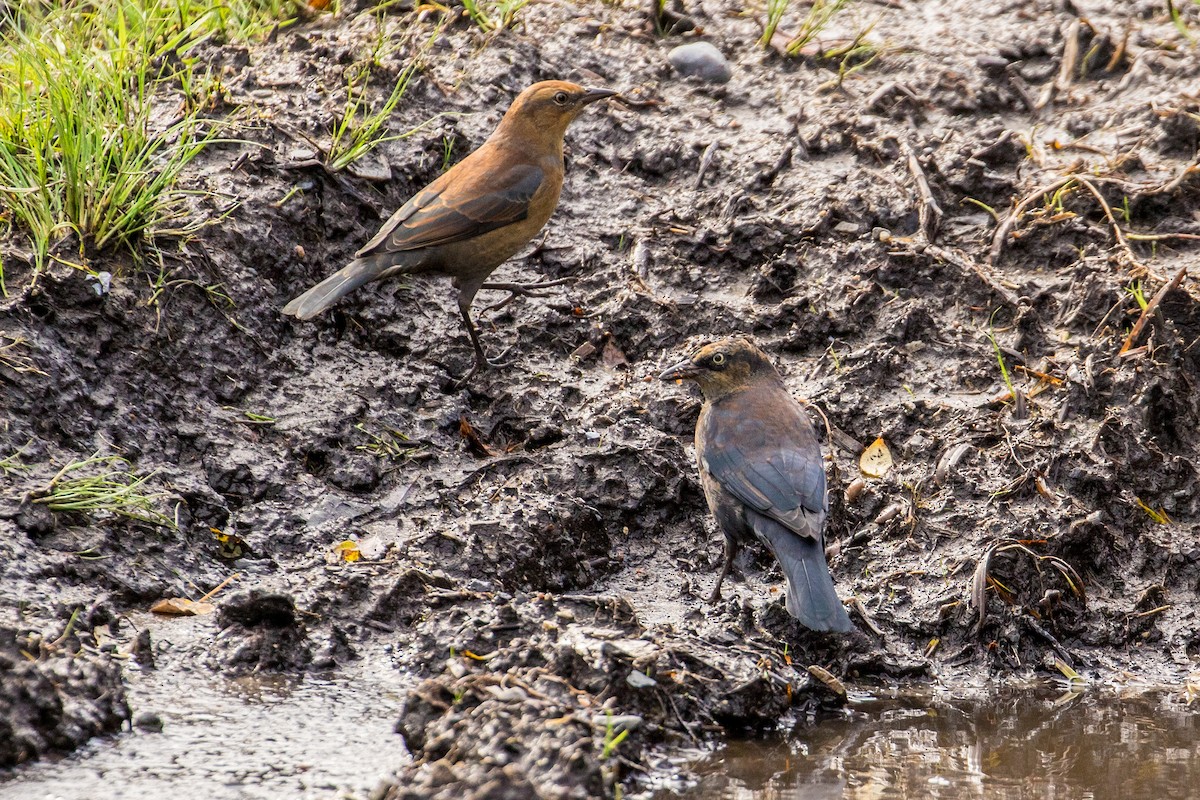 Rusty Blackbird - ML70837621