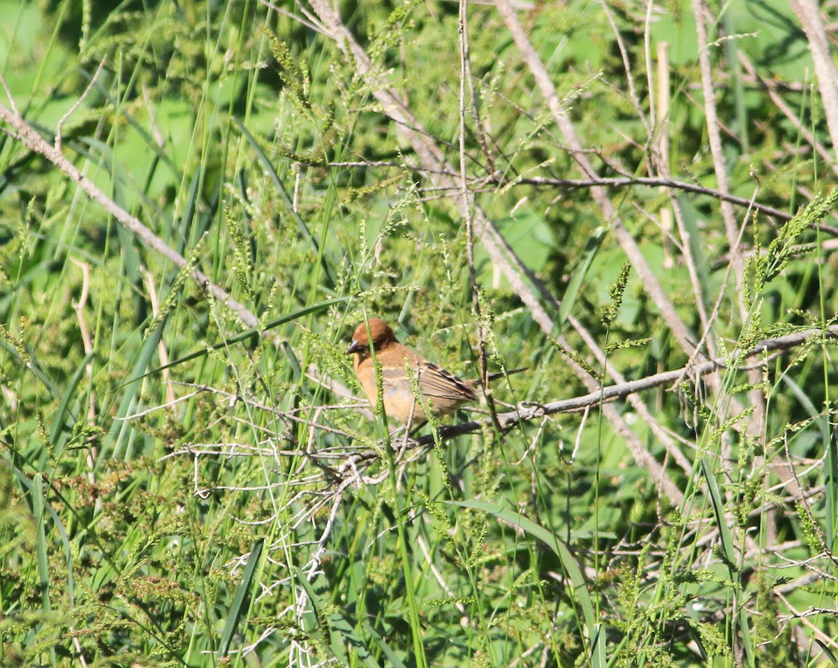 Blue Grosbeak - ML70837801