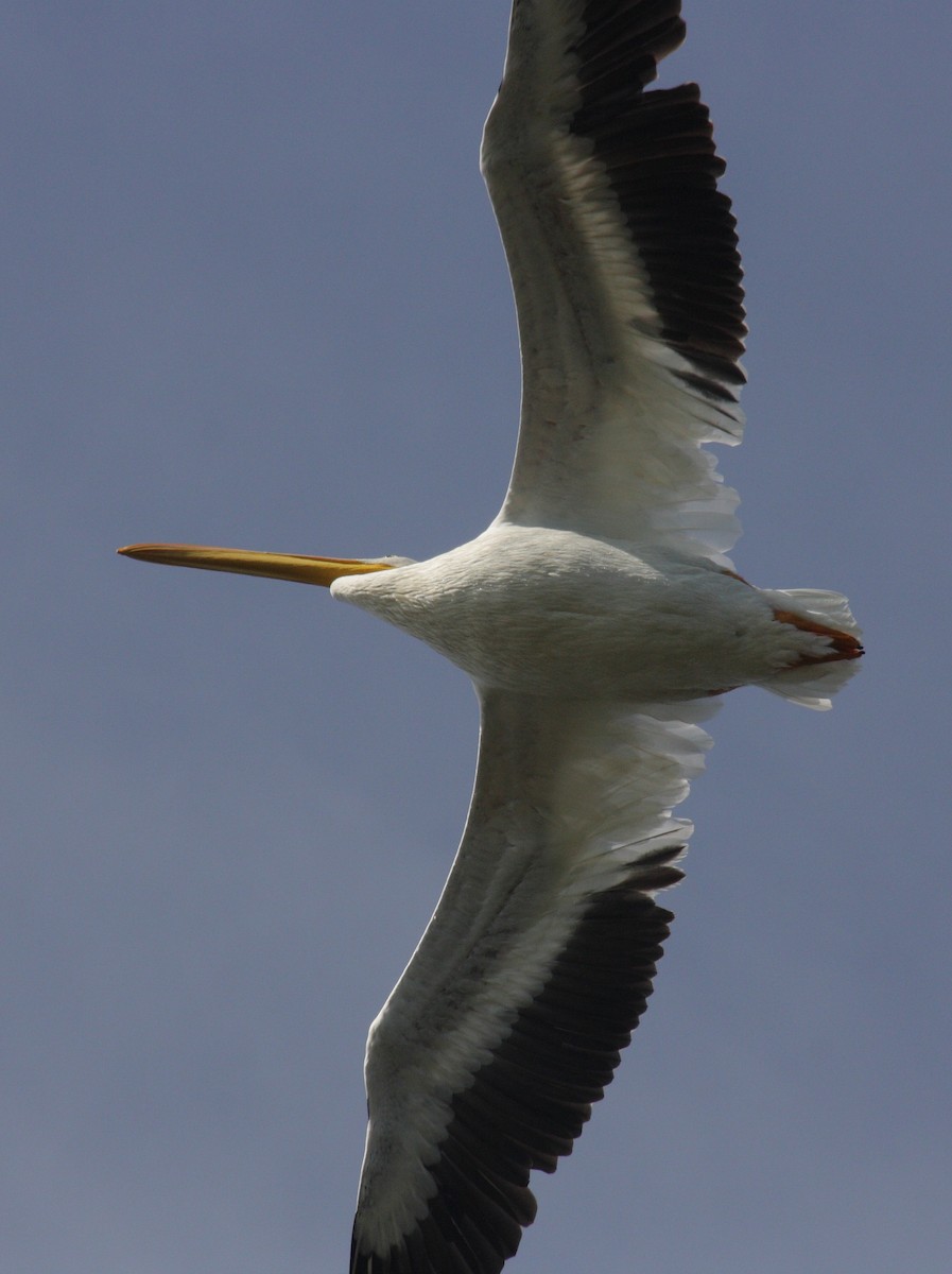 American White Pelican - ML70839631