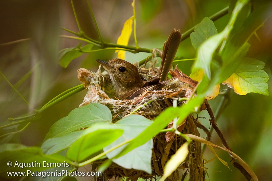 Bran-colored Flycatcher - ML708401