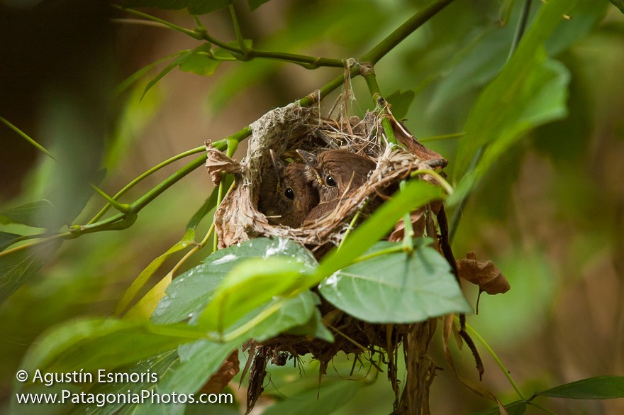 Bran-colored Flycatcher - ML708402