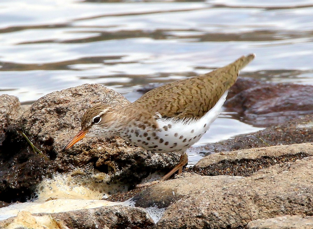 Spotted Sandpiper - Glenn Anderson