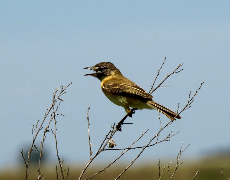 Bearded Tachuri - ML708411