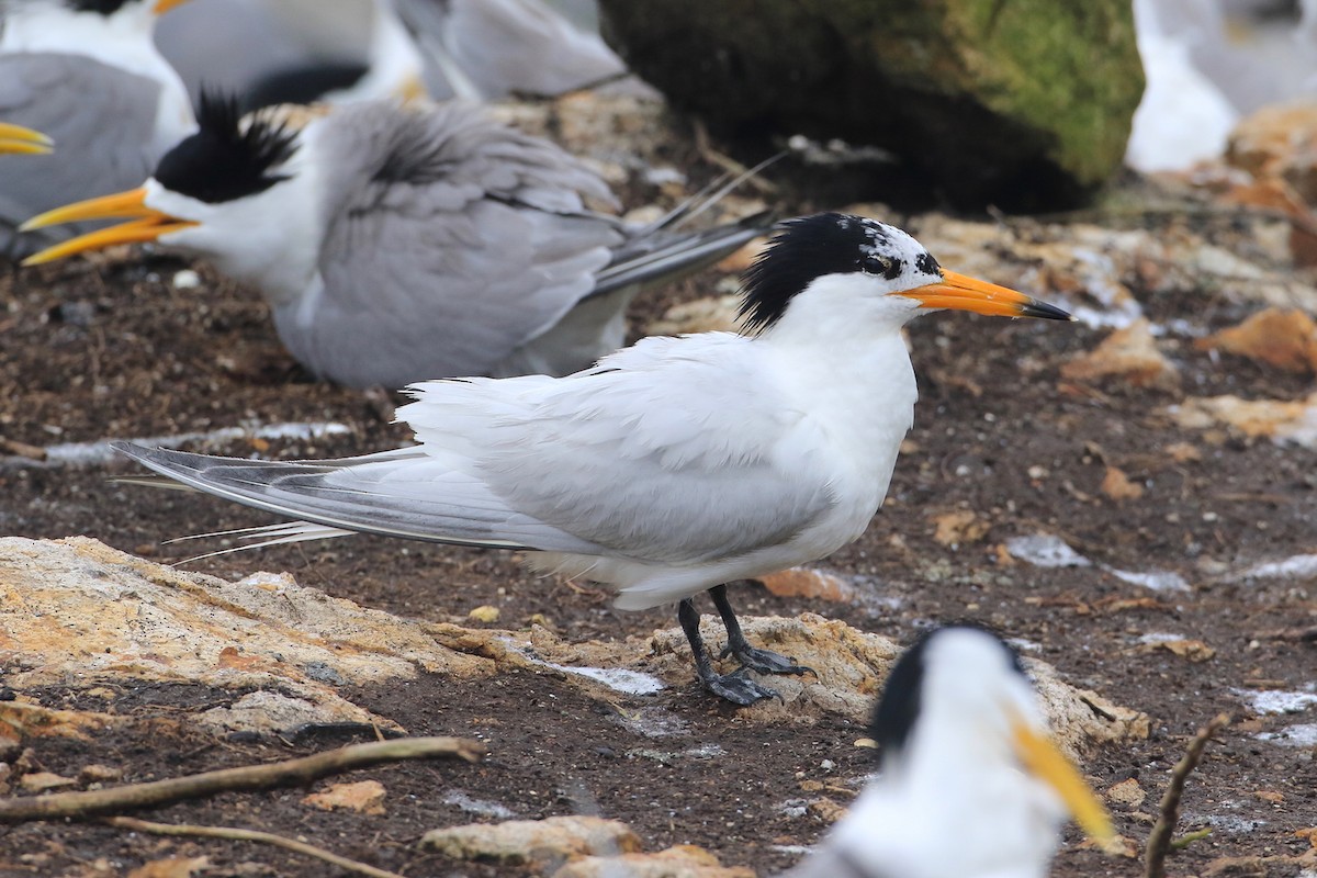 黑嘴端鳳頭燕鷗 - ML708412