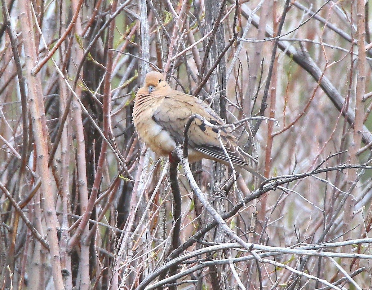 Mourning Dove - ML70841211