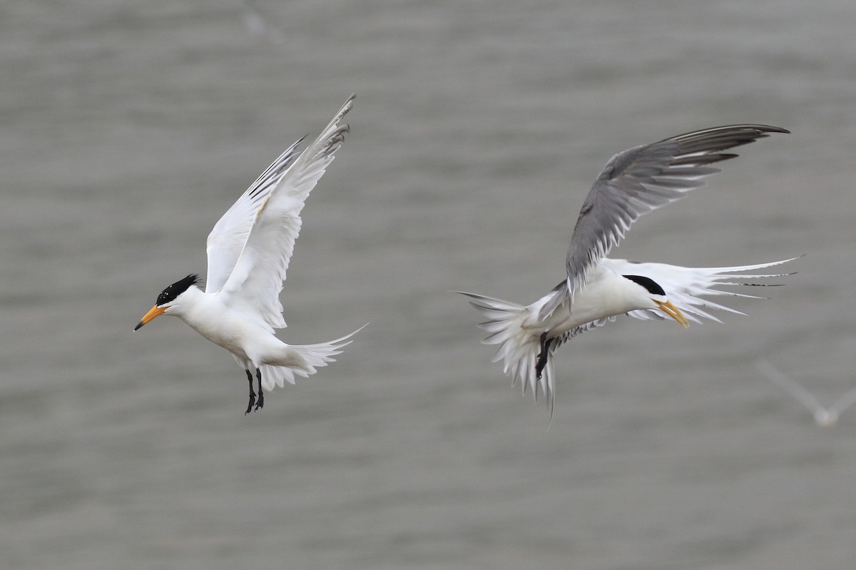 黑嘴端鳳頭燕鷗 - ML708413