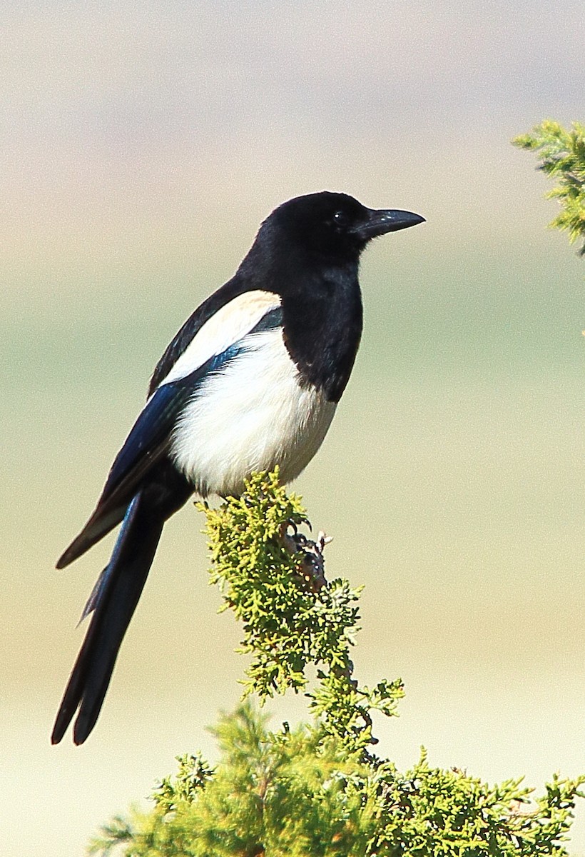 Black-billed Magpie - ML70841351