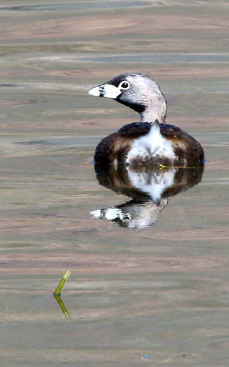 Pied-billed Grebe - ML70843441