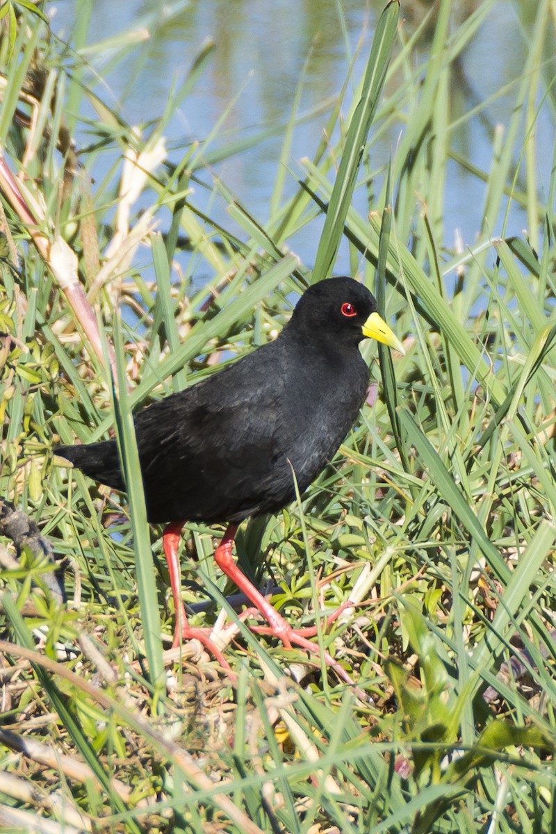 Polluela Negra Africana - ML708436