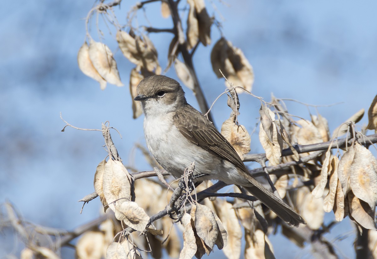 Marico Flycatcher - ML708437