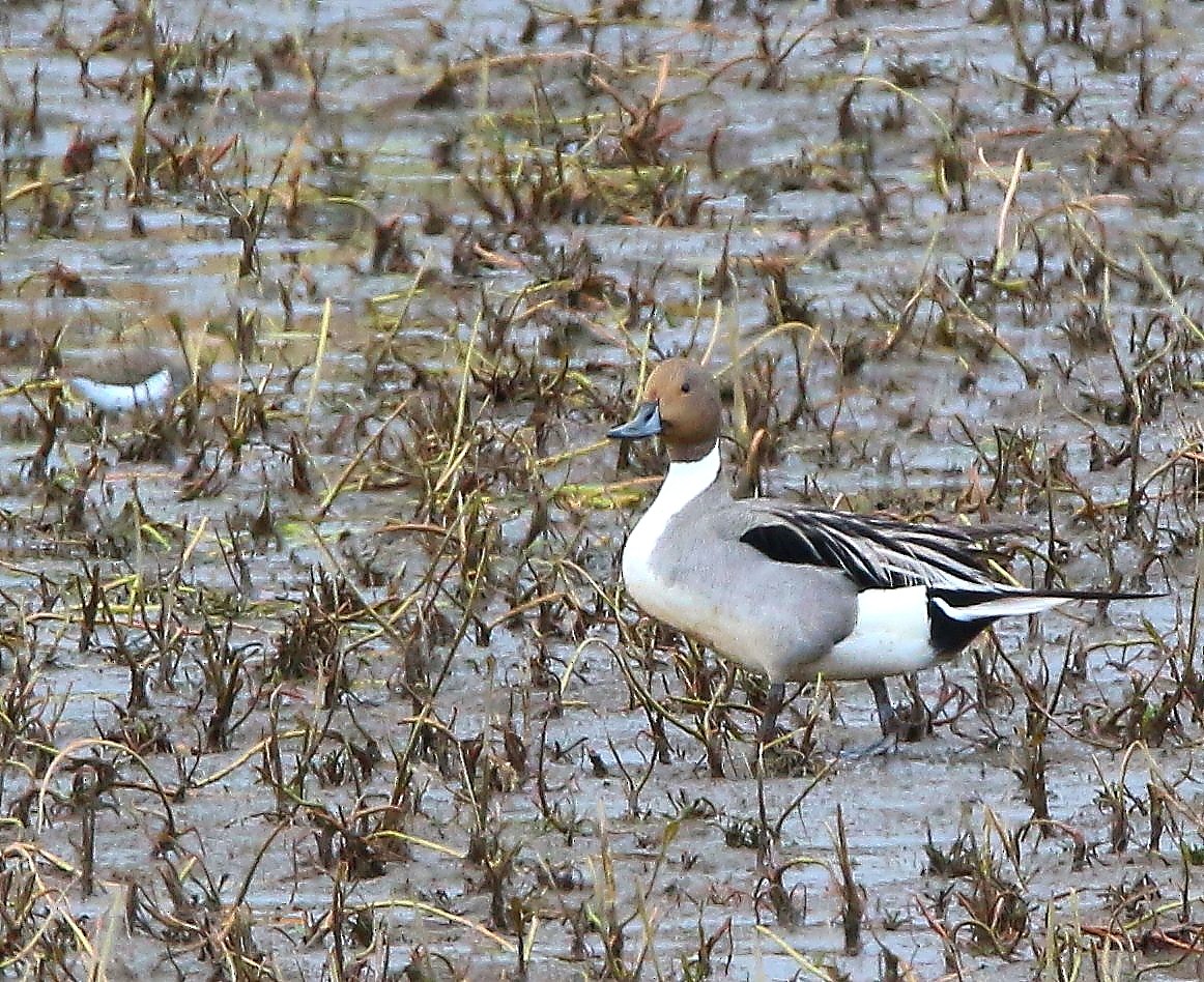 Northern Pintail - ML70844011