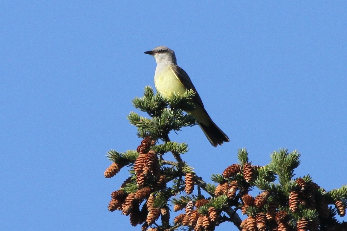 Western Kingbird - ML70844821