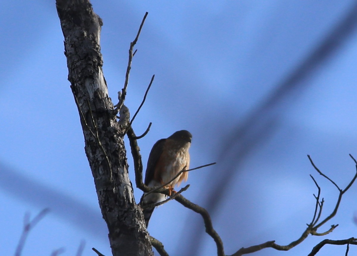 Sharp-shinned Hawk - ML70845251