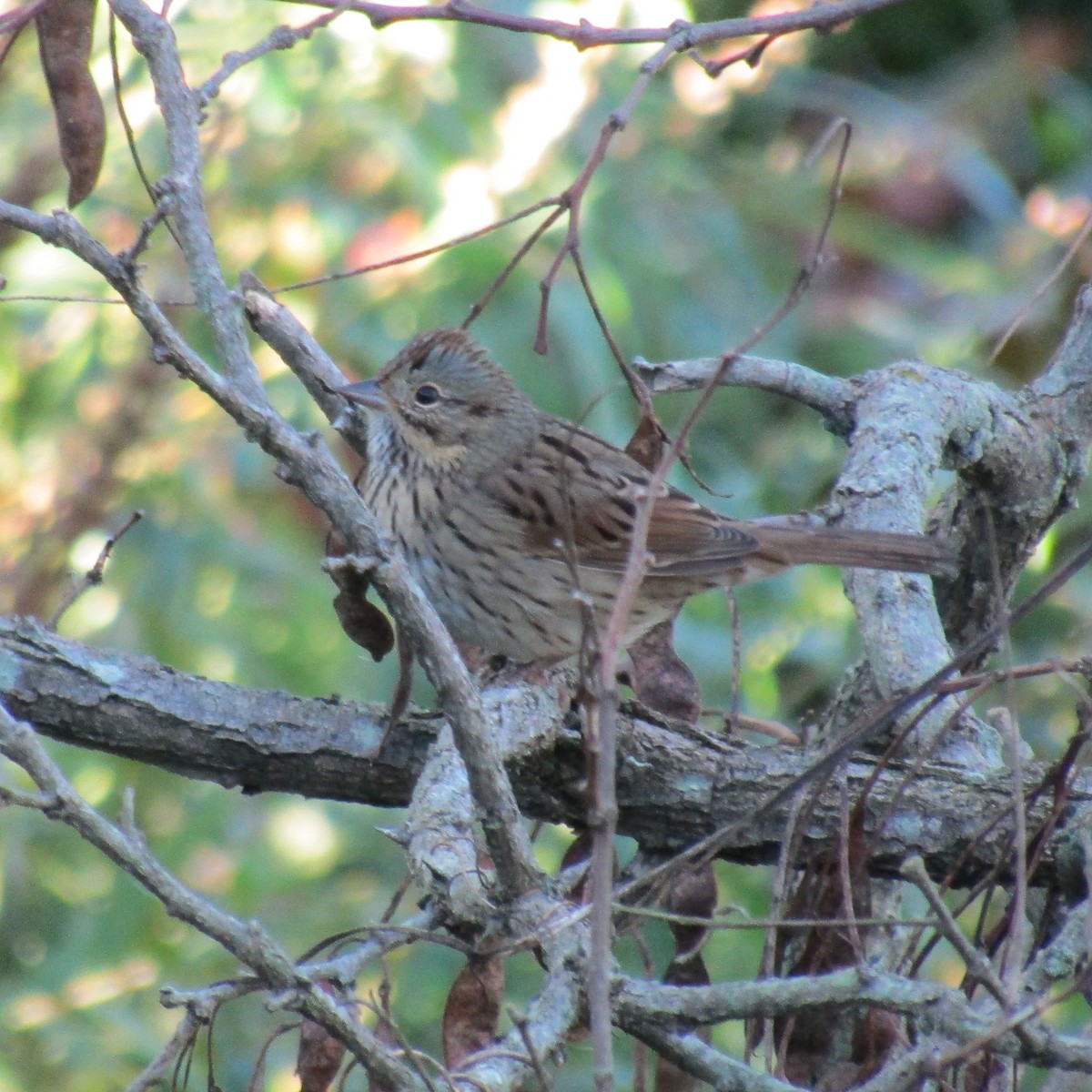 Lincoln's Sparrow - ML70845281