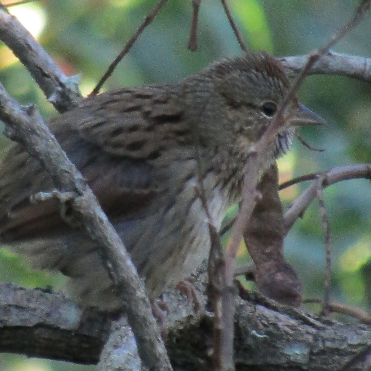 Lincoln's Sparrow - ML70845311