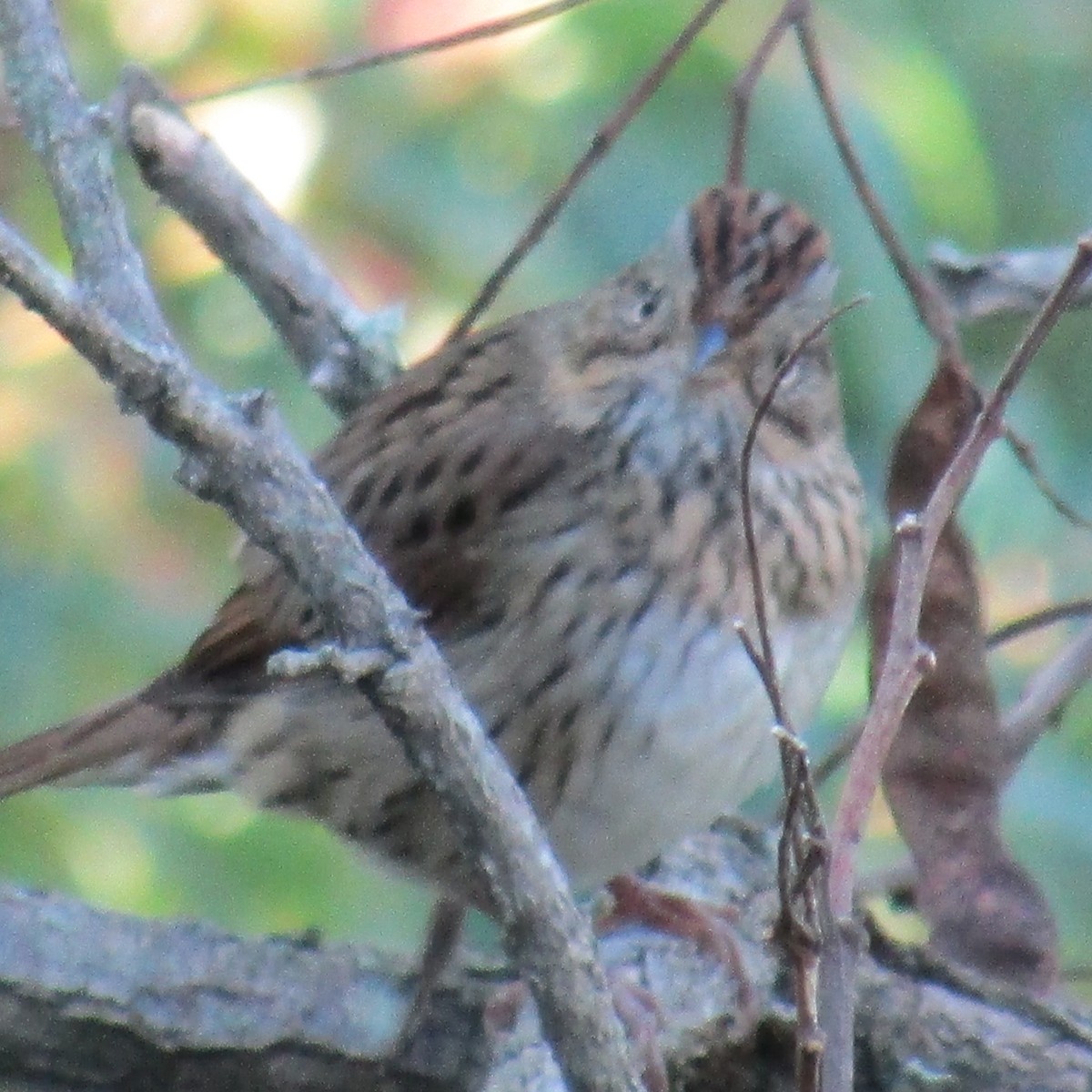 Lincoln's Sparrow - ML70845331