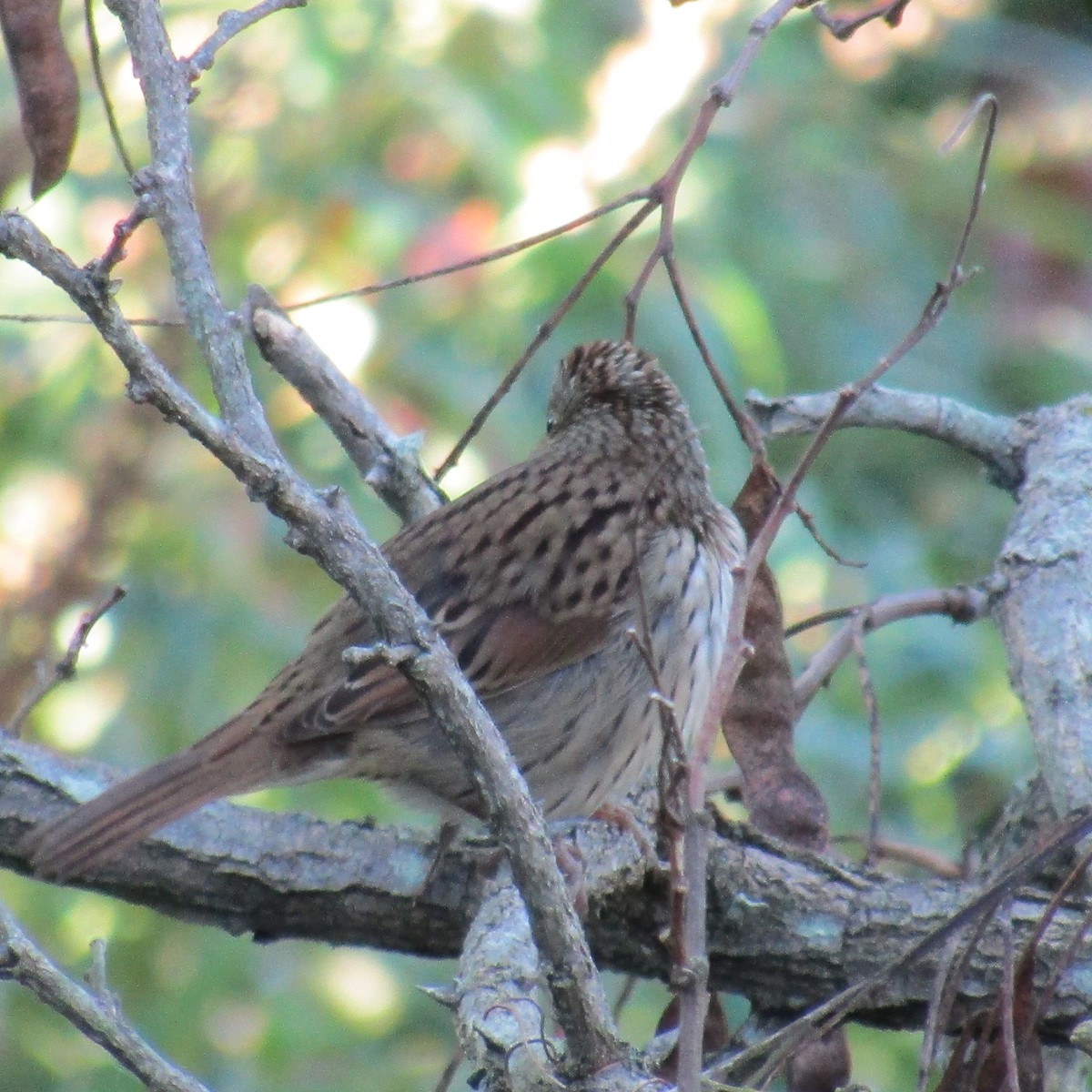 Lincoln's Sparrow - ML70845361