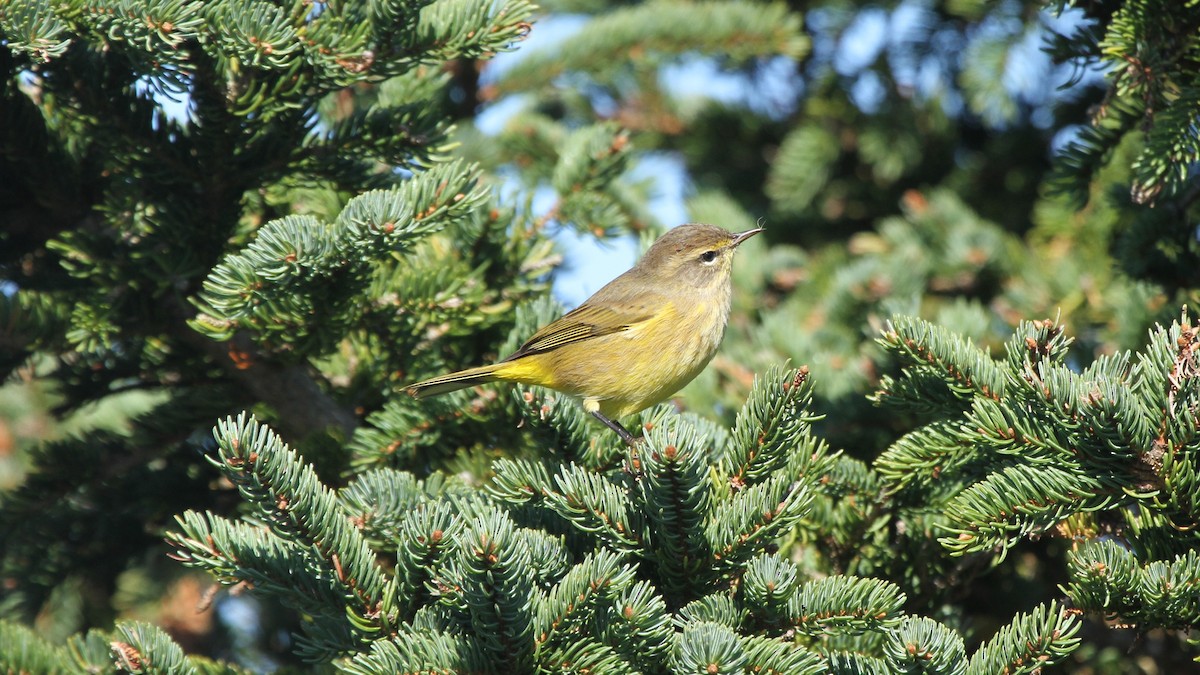 Palm Warbler (Yellow) - ML70845471