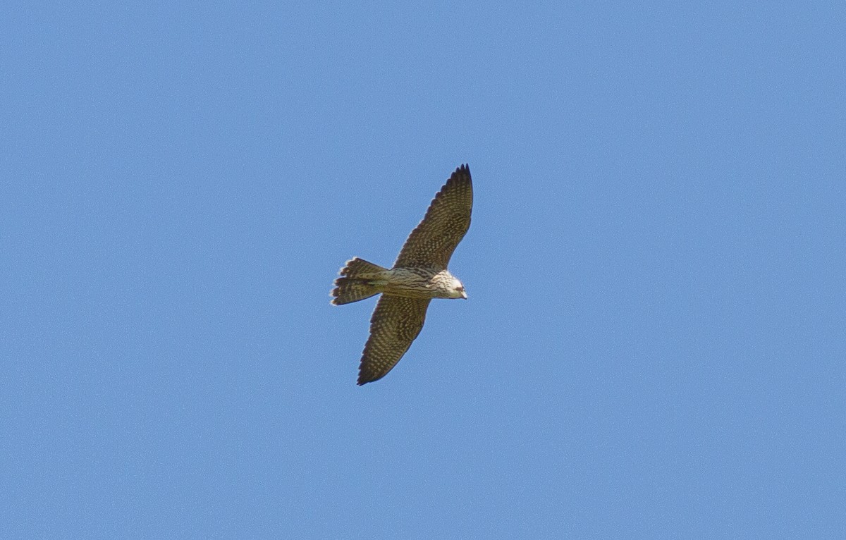 Halcón Peregrino - ML70846281