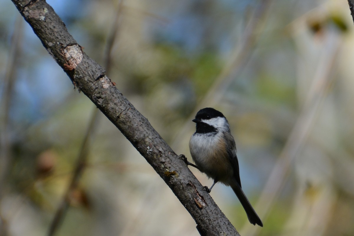 Black-capped Chickadee - ML70846621