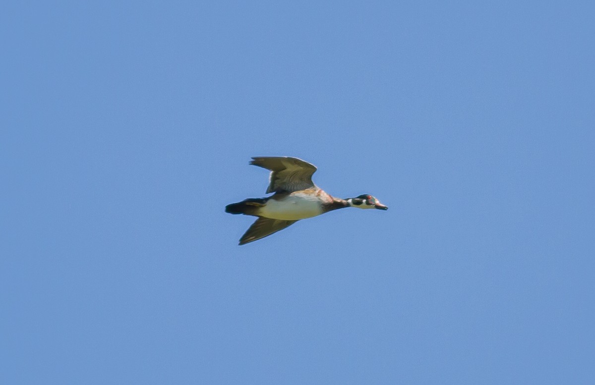 Wood Duck - ML70846651