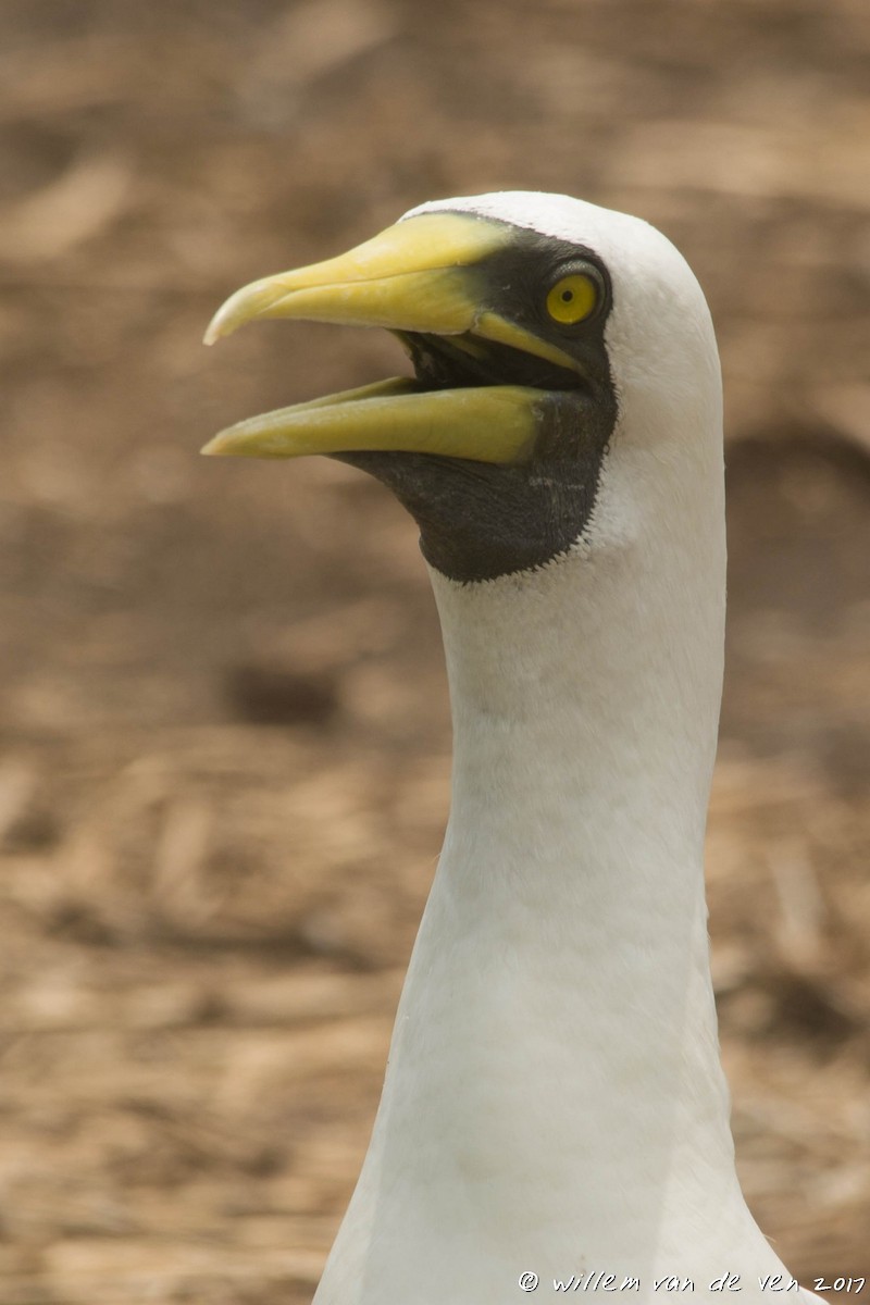 Masked Booby - ML70850001