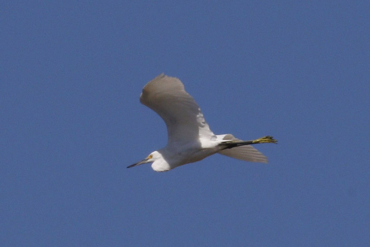 Snowy Egret - ML70850241